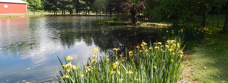 This cabin for rent comes with a fishing pond.